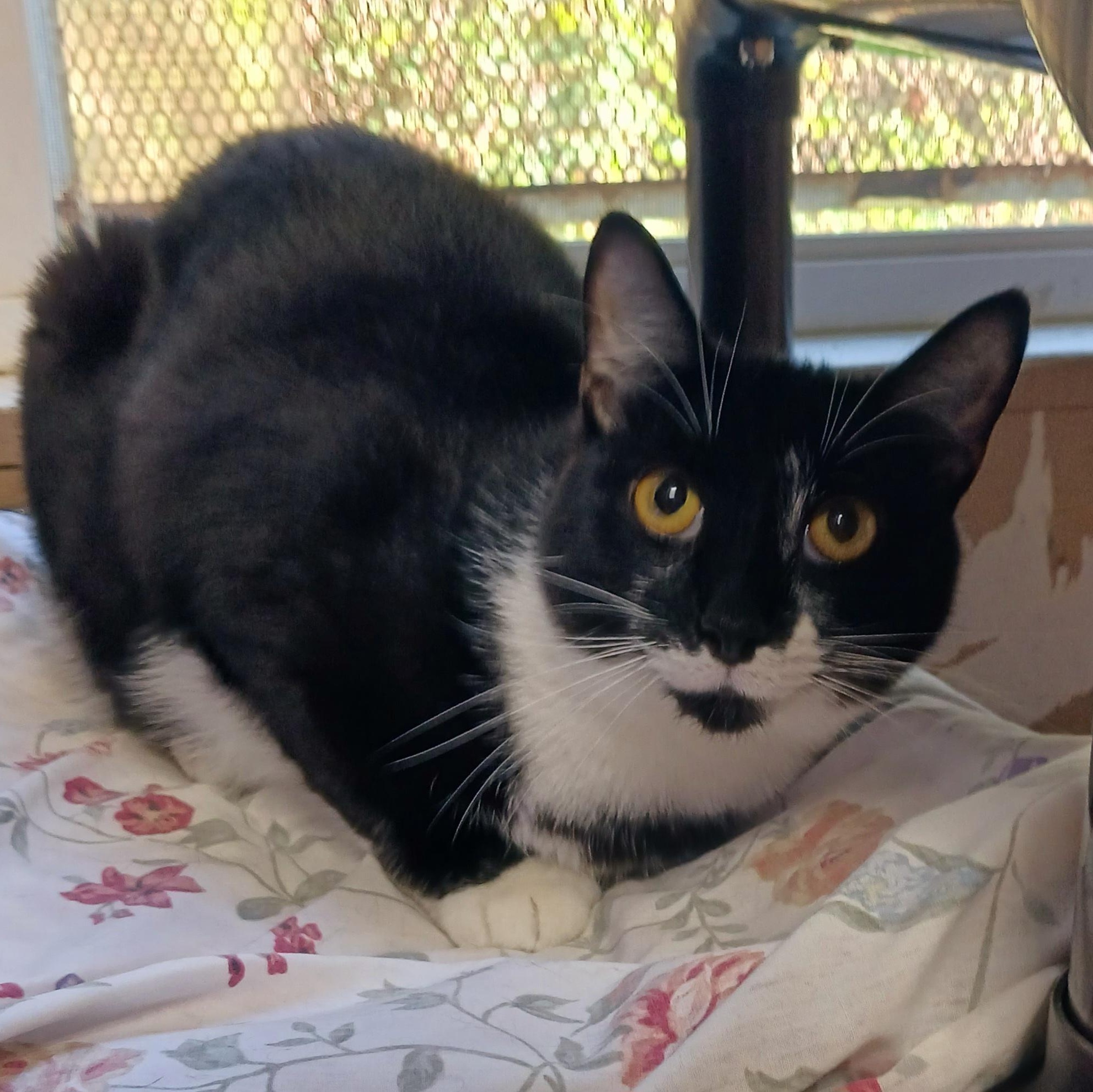 Enlarge Cristoff, a Adoptable Domestic Short Hair in St. Marys, WV image 1/5