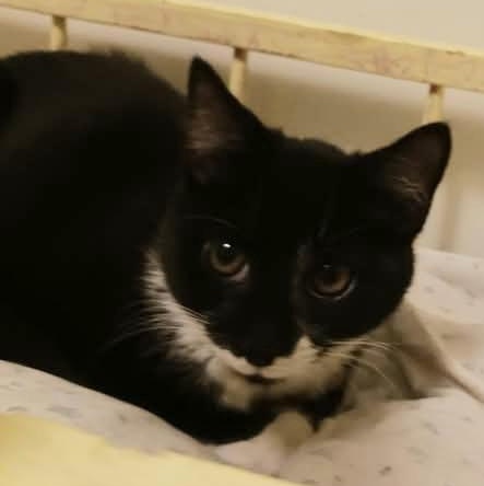 Cristoff, Adoptable, Young Male Domestic Short Hair.