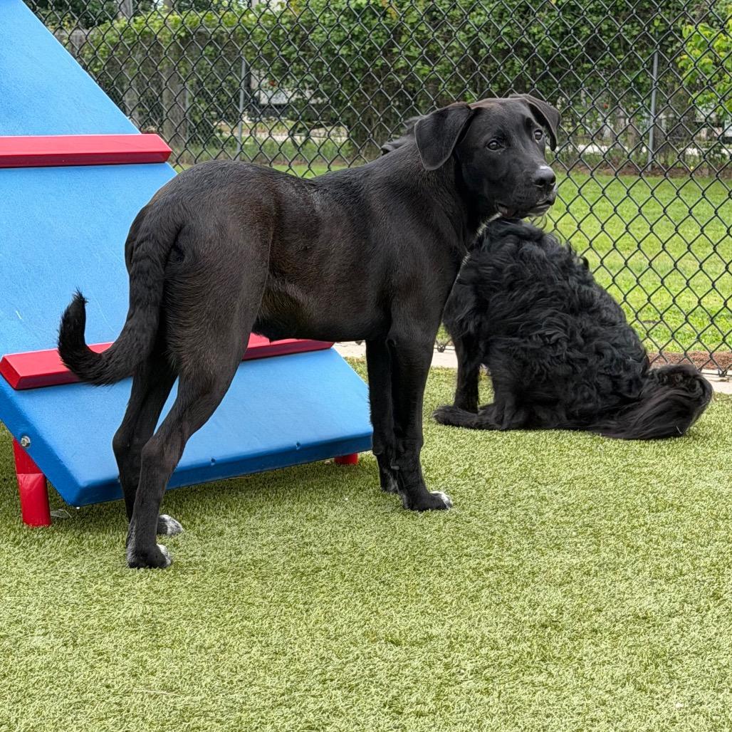 Enlarge Corn on the cob, a Adoptable mixed breed in Bryan, TX image 1/4