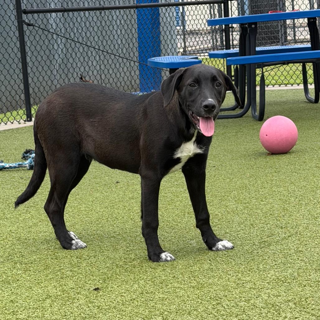 Enlarge Corn on the cob, a Adoptable mixed breed in Bryan, TX image 2/4