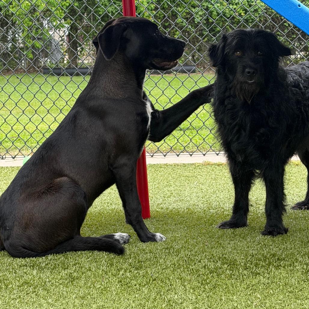 Enlarge Corn on the cob, a Adoptable mixed breed in Bryan, TX image 3/4
