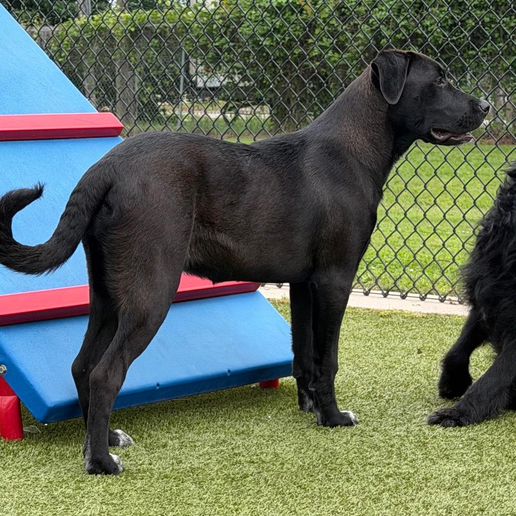 Enlarge Corn on the cob, a Adoptable mixed breed in Bryan, TX image 4/4