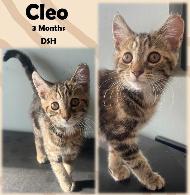 Cleo