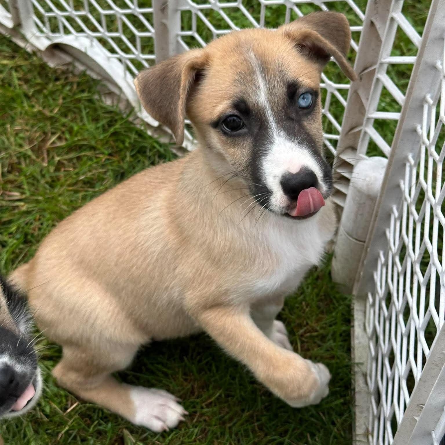 Enlarge Cooper, a Adopted mixed breed in Rochester, NY image 4/5