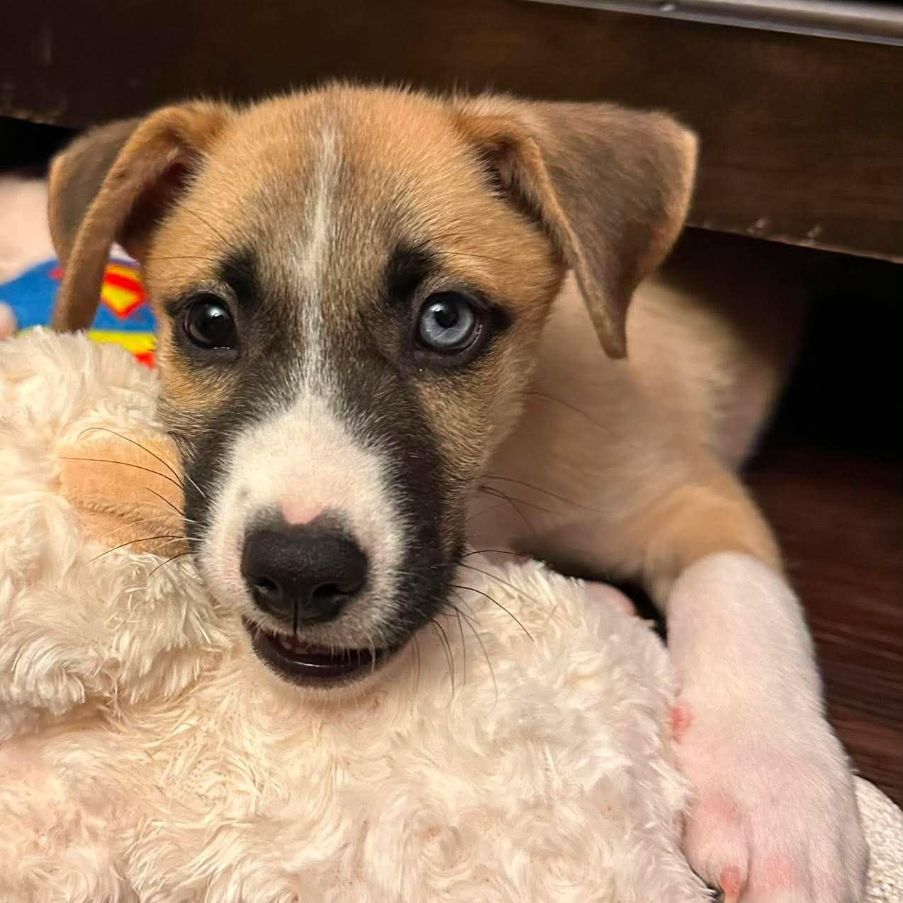 Enlarge Cooper, a Adopted mixed breed in Rochester, NY image 3/5