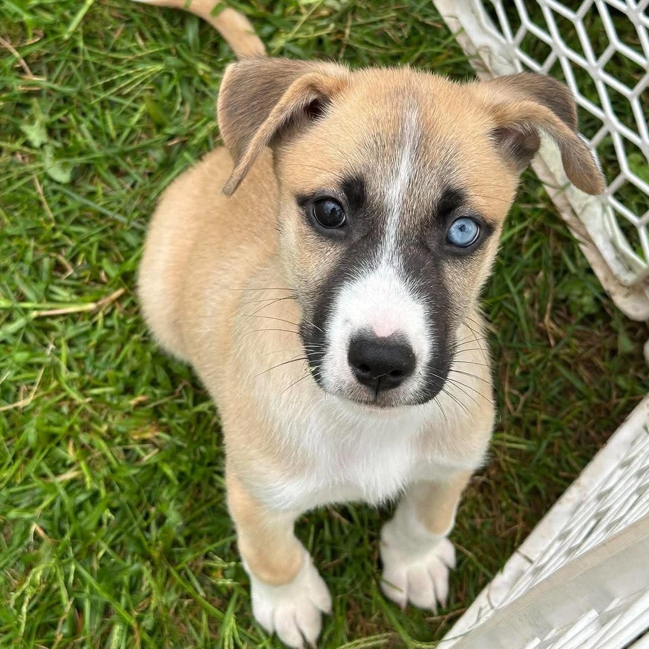Cooper, Adopted, Puppy Male Mixed Breed.