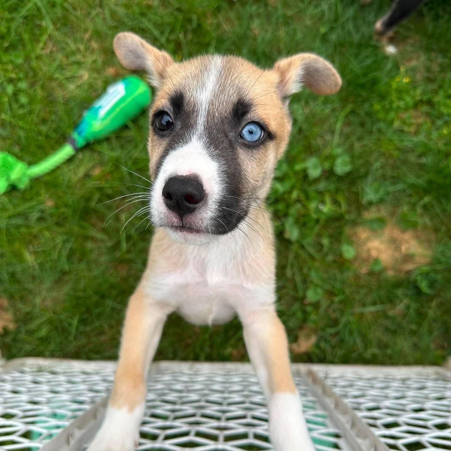 Enlarge Cooper, a Adopted mixed breed in Rochester, NY image 2/5