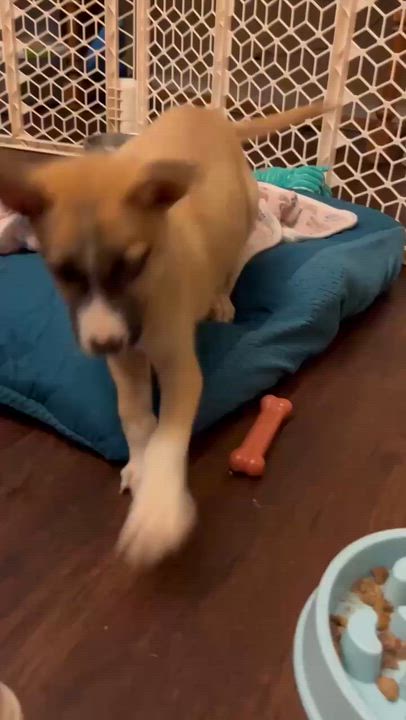 Enlarge Cooper, a Adopted mixed breed in Rochester, NY video 5/5