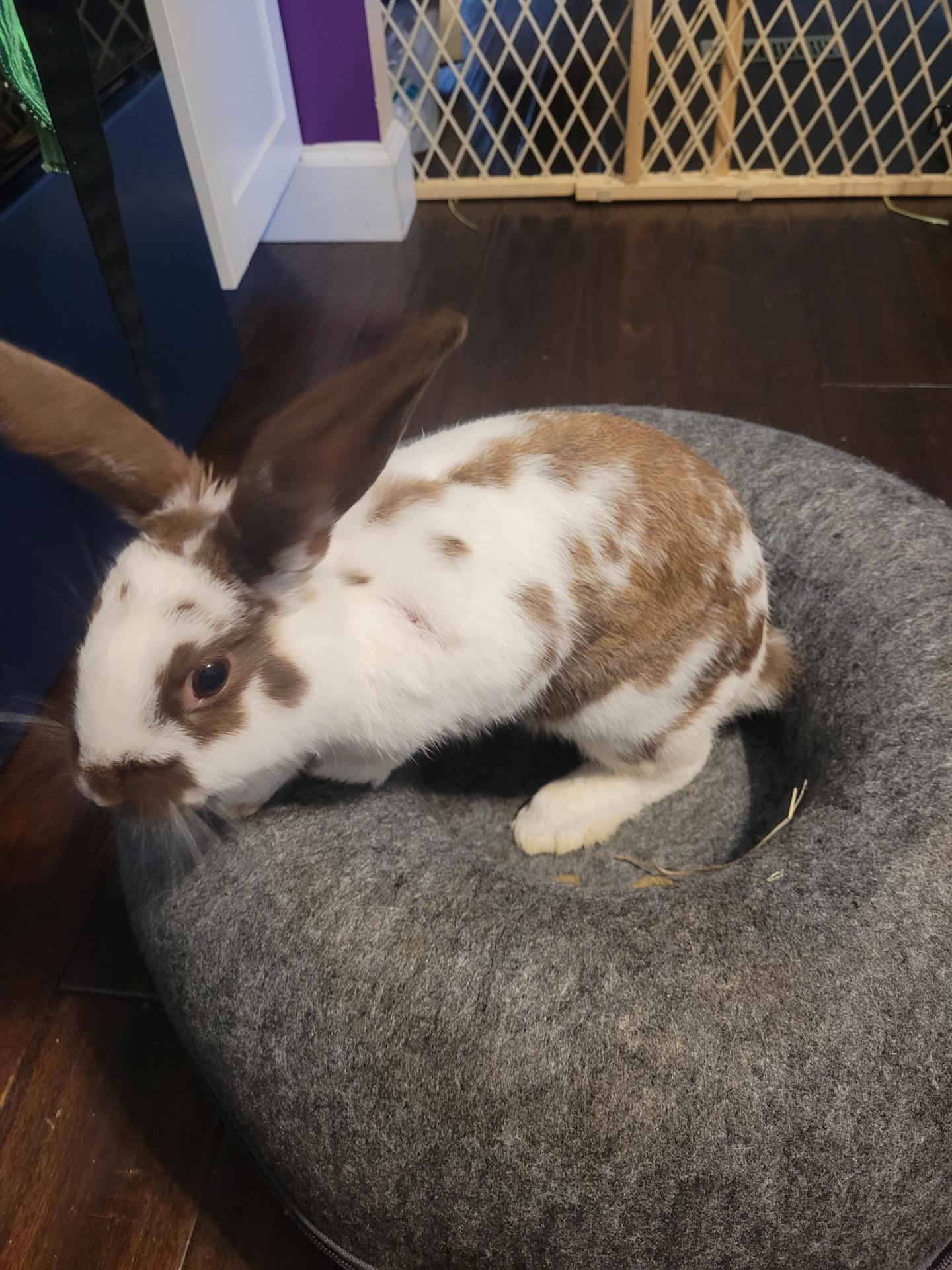 Coco , ADOPTABLE, Adult Male American.