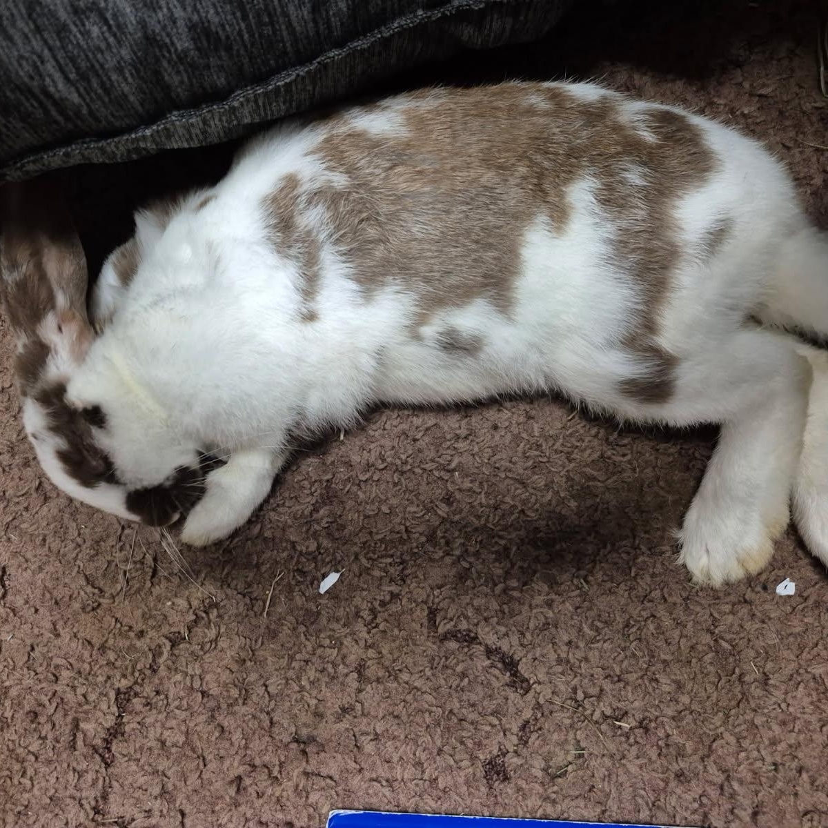 Enlarge Coco , a ADOPTABLE mixed breed in Midlothian, VA image 3/3