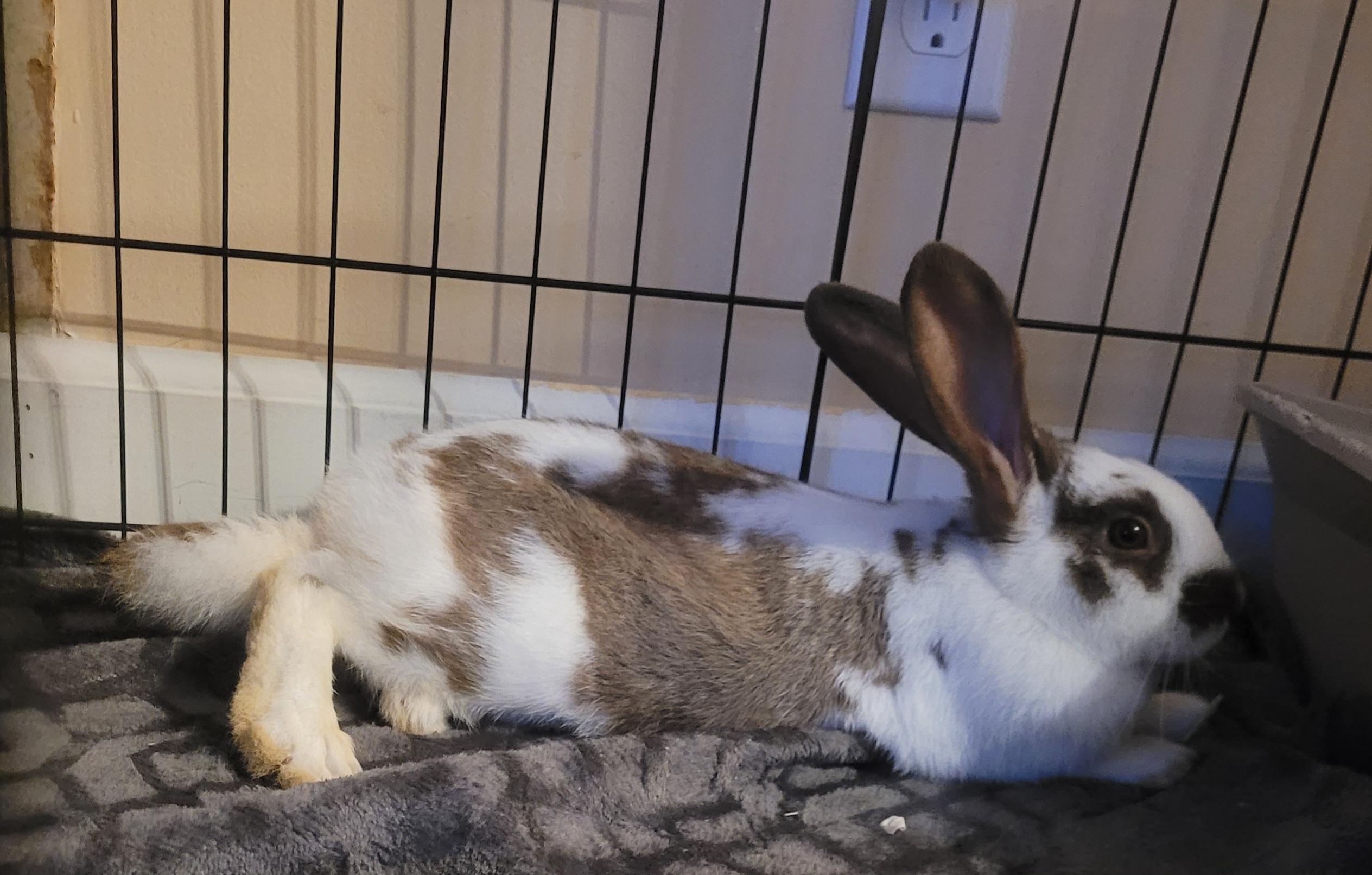 Enlarge Coco , a ADOPTABLE mixed breed in Midlothian, VA image 2/3