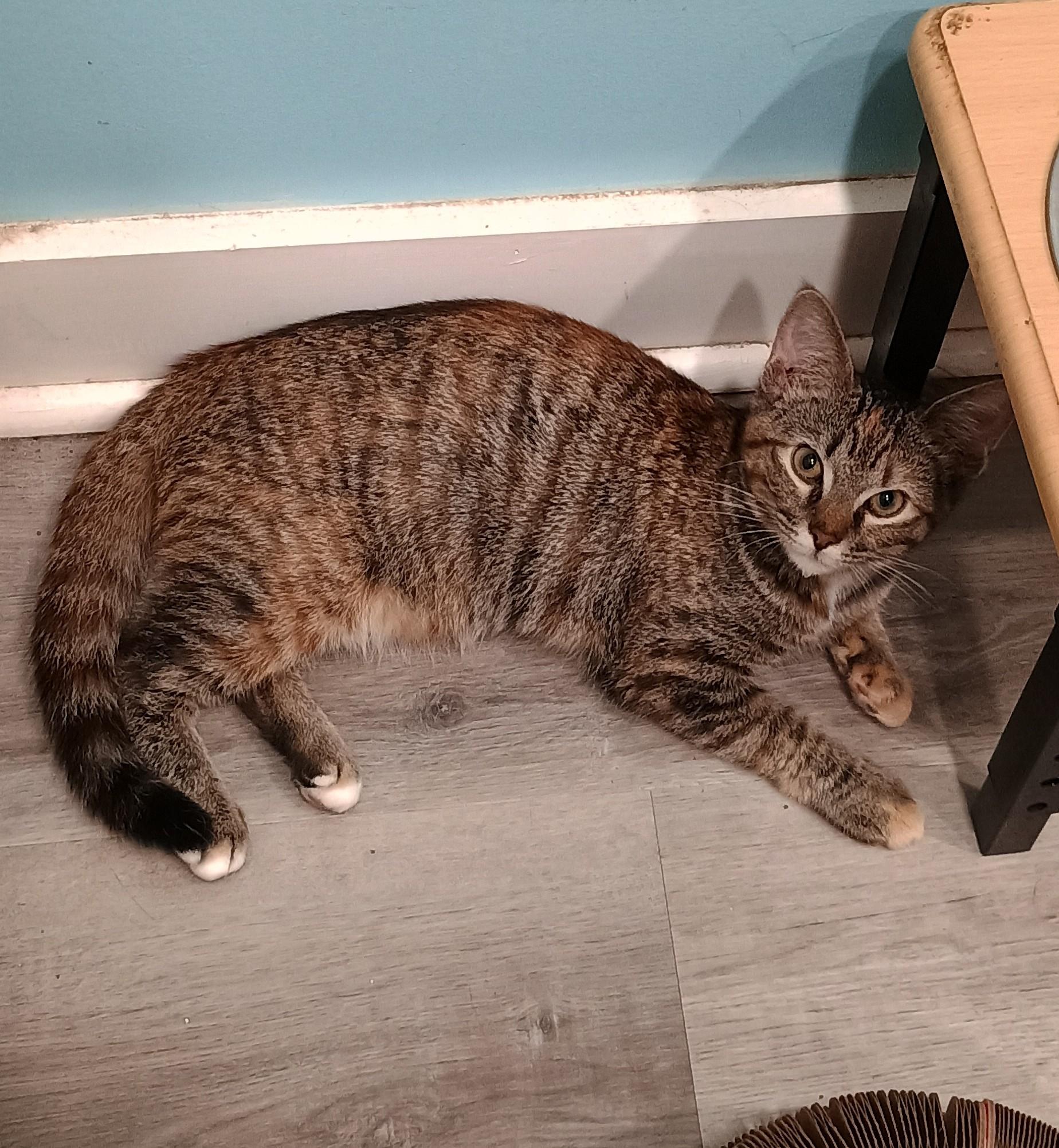 Rumi - playful & cuddly 1