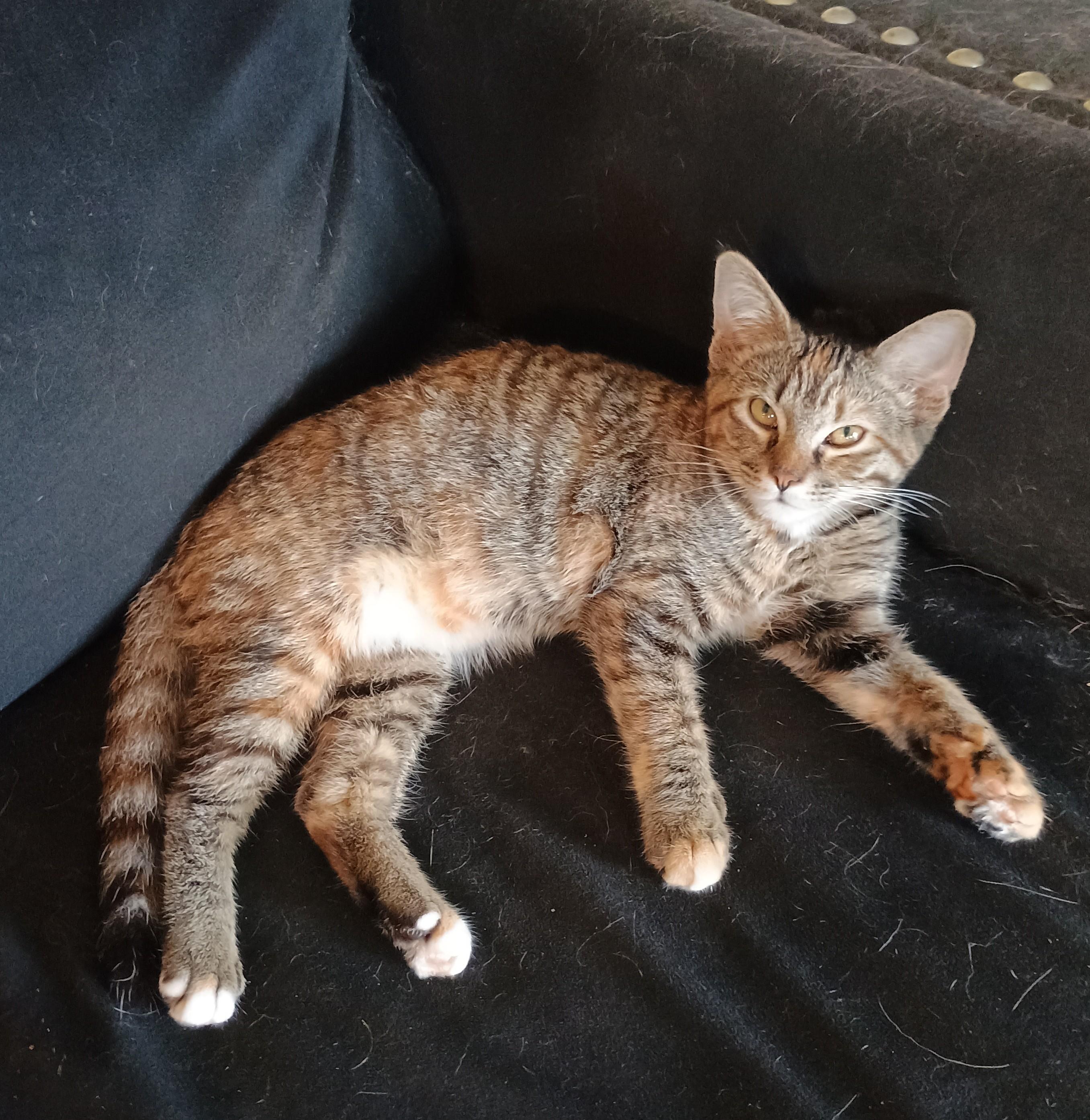 Rumi - playful & cuddly