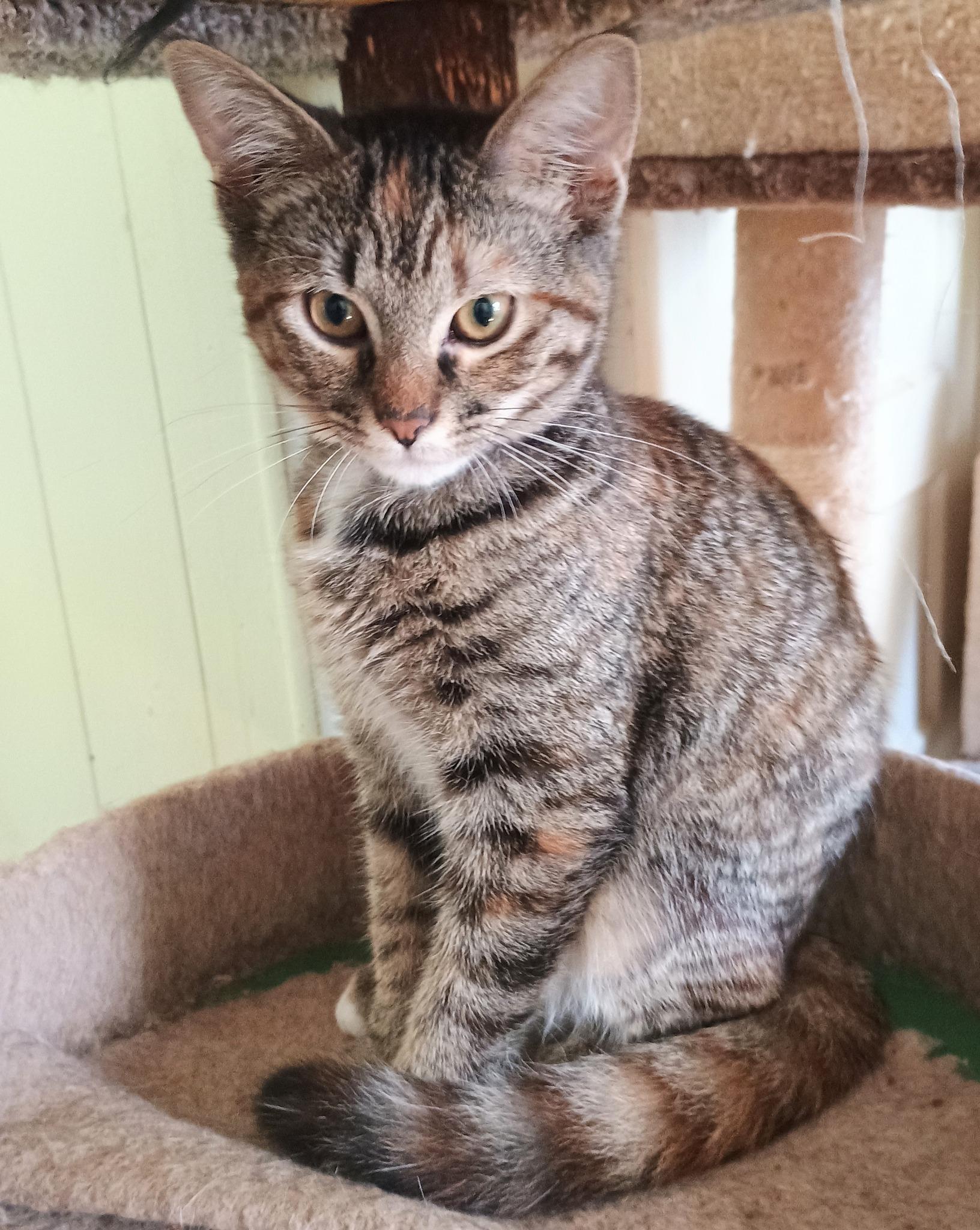 Rumi - playful & cuddly