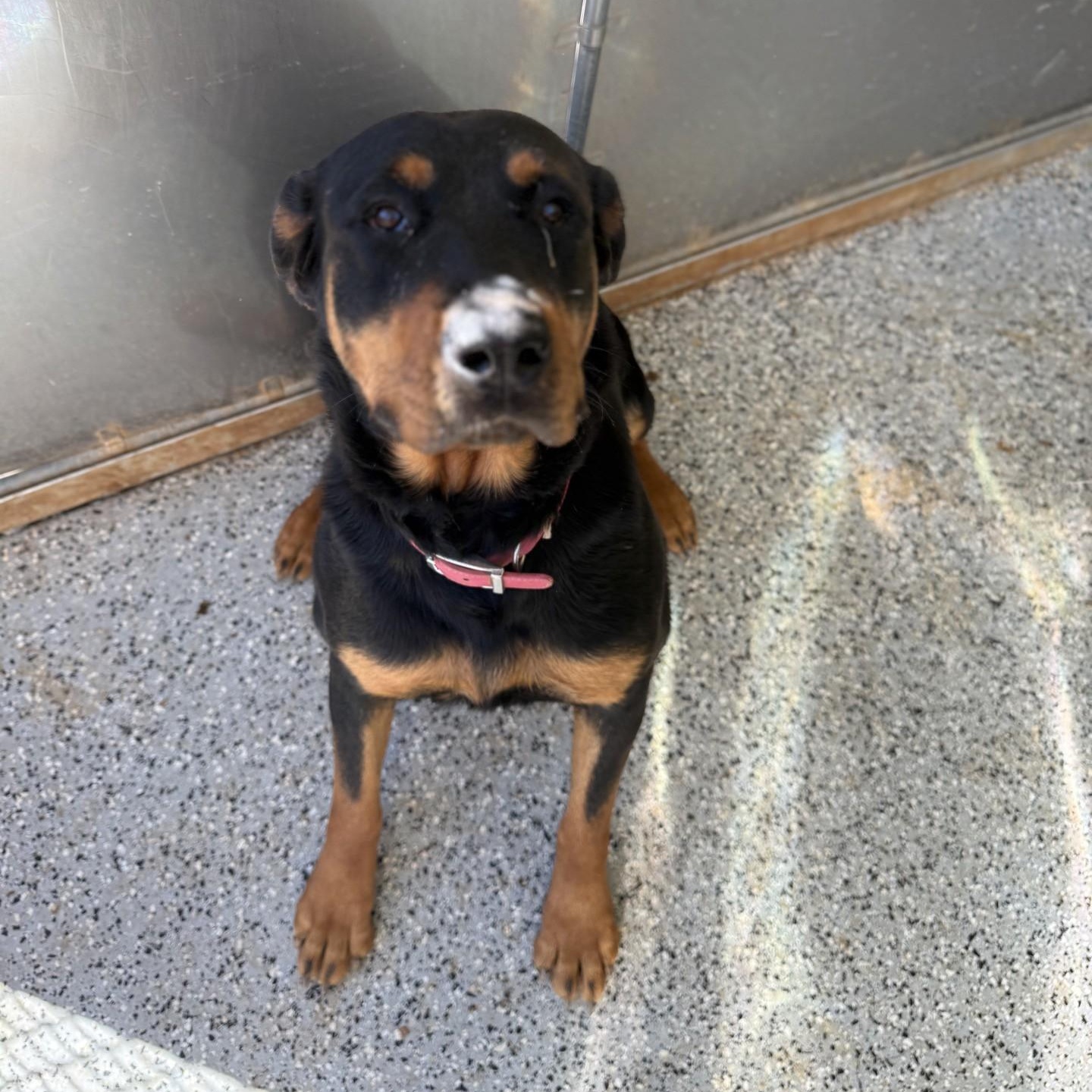 Enlarge Galaxy, a Adoptable Rottweiler in Dawsonville, GA image 2/5