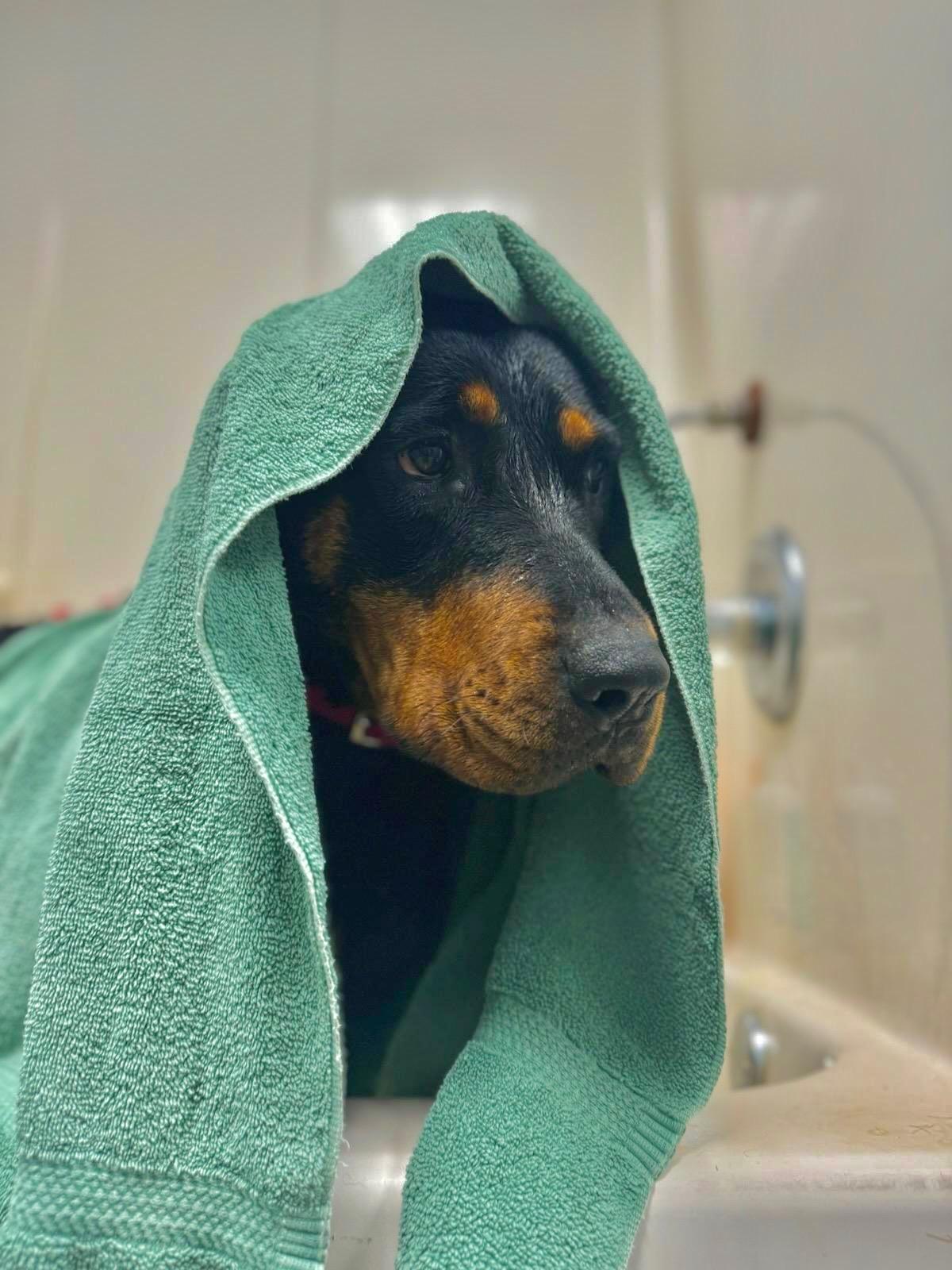 Enlarge Galaxy, a Adoptable Rottweiler in Dawsonville, GA image 4/5