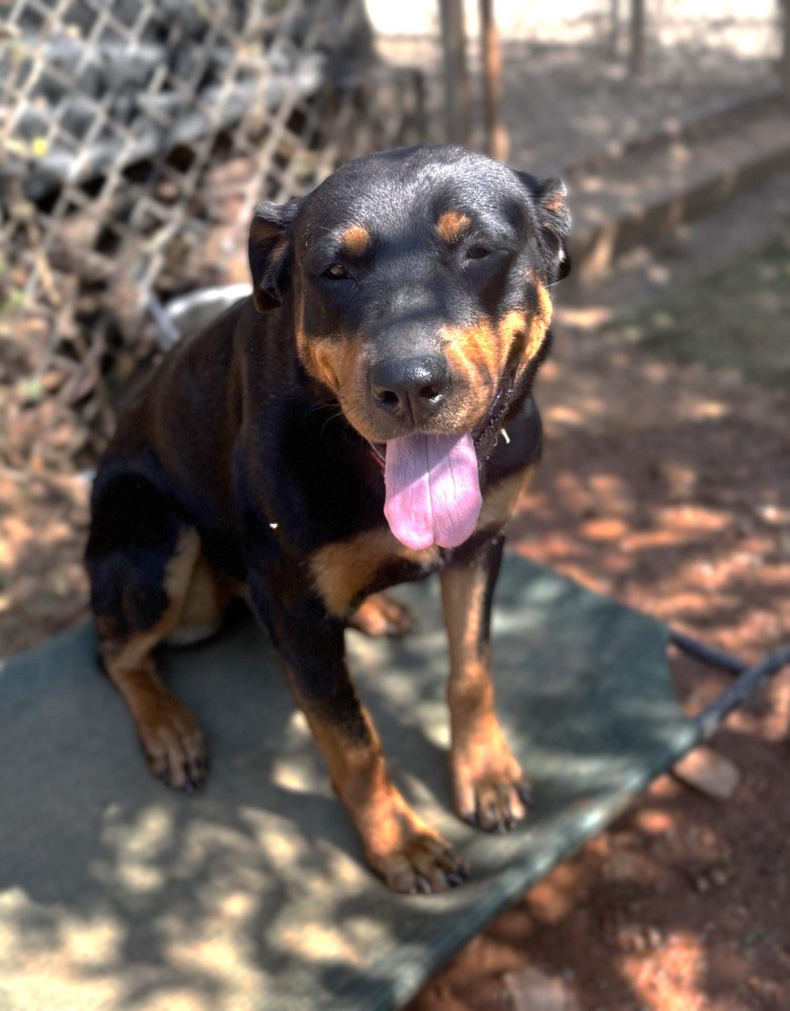 Enlarge Galaxy, a Adoptable Rottweiler in Dawsonville, GA image 3/5