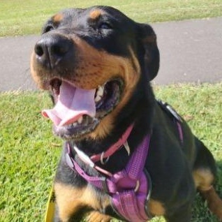 Galaxy, Adoptable, Adult Female Rottweiler.