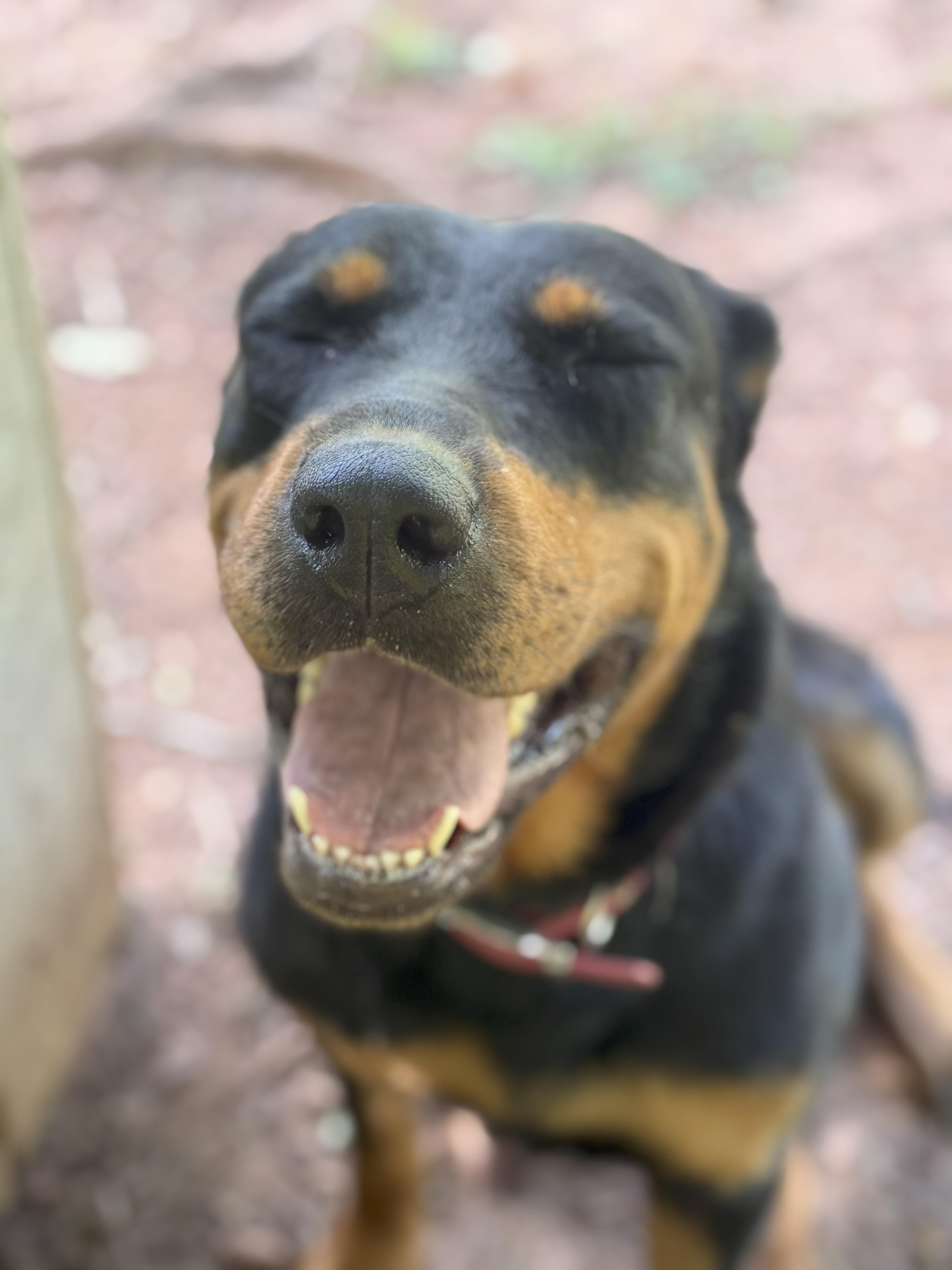 Enlarge Galaxy, a Adoptable Rottweiler in Dawsonville, GA image 5/5
