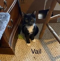 Enlarge Vail, an adopted Domestic Medium Hair in Menasha, WI image 1/1