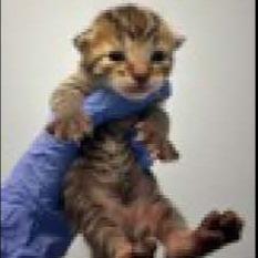 Cocoa, Adoptable, Kitten Male Domestic Short Hair.