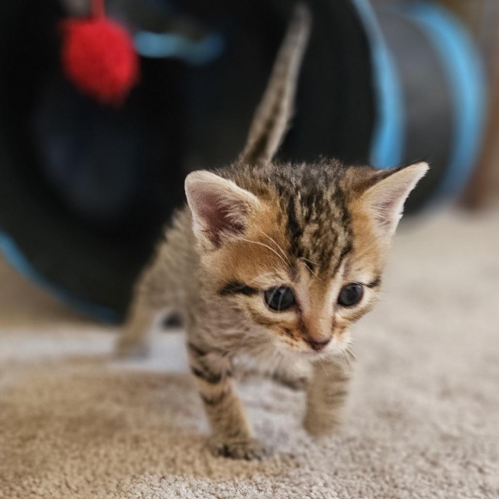 Cocoa, a Adoptable Domestic Short Hair in Escondido, CA image 2/3