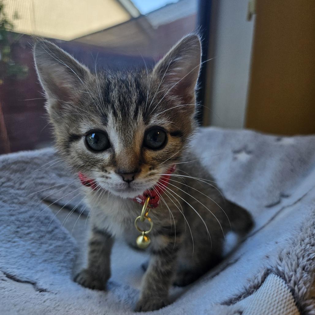 Cocoa, a Adoptable Domestic Short Hair in Escondido, CA image 3/3