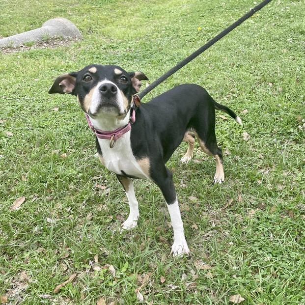 Agnes, Adoptable, Adult Female Rat Terrier & Terrier.