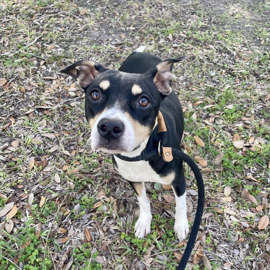 Enlarge Agnes, a Adoptable mixed breed in Carencro, LA image 1/2