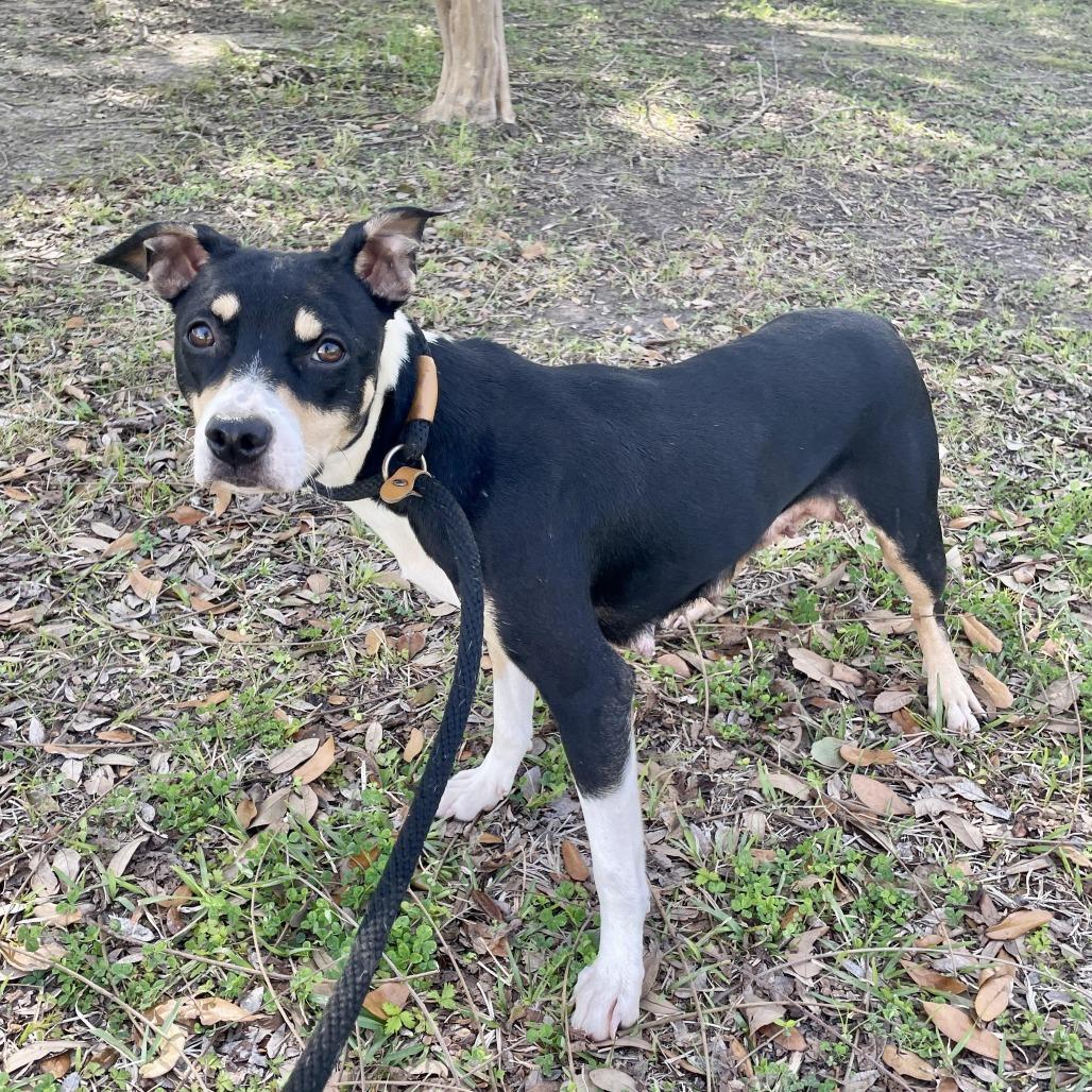 Enlarge Agnes, a Adoptable mixed breed in Carencro, LA image 2/2