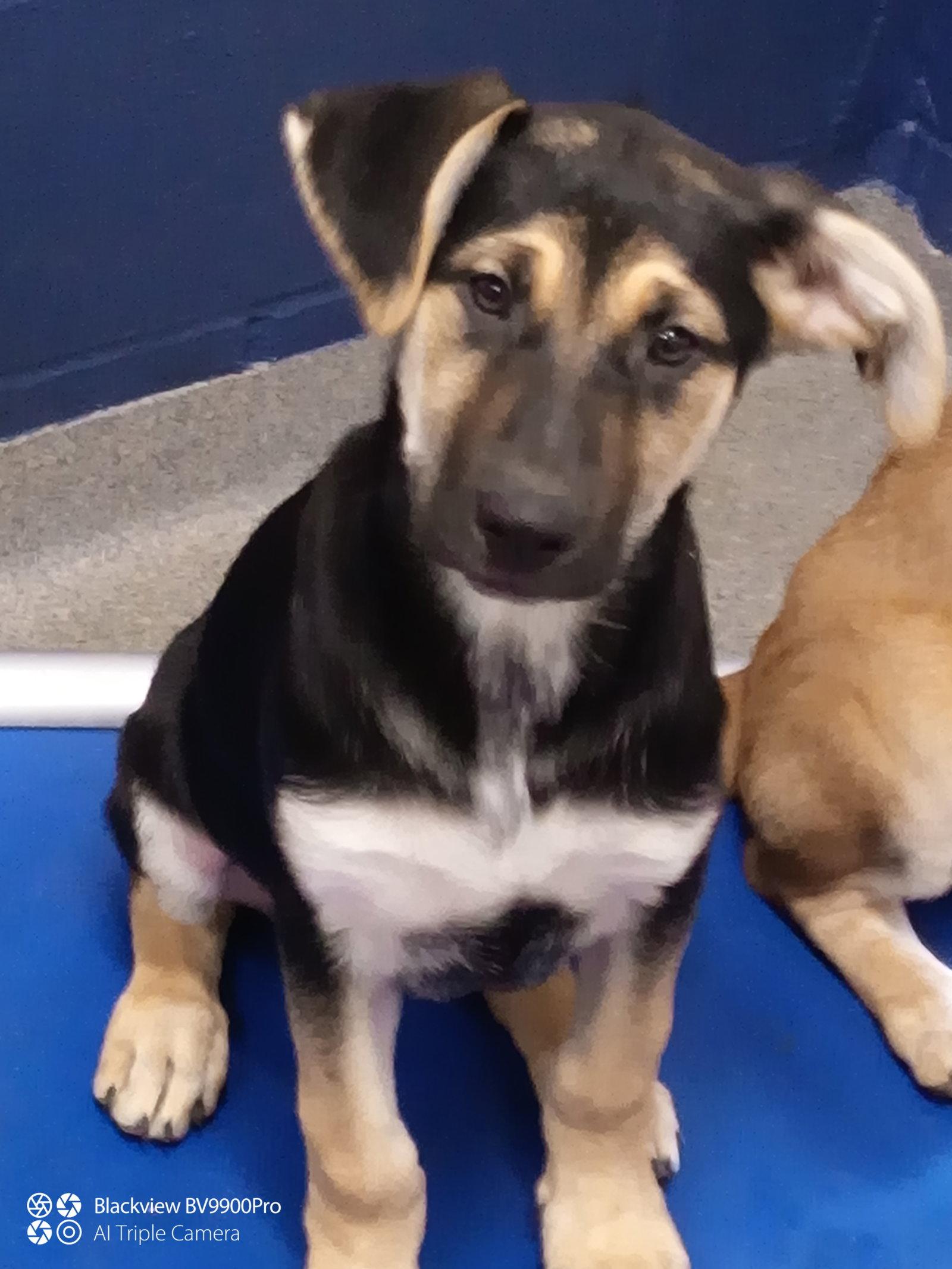 Saffron 2 month female AVA 4/15, Adoptable, Young Female Mixed Breed.