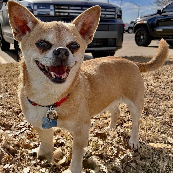 Flynn, adopted, Adult Male Chihuahua.