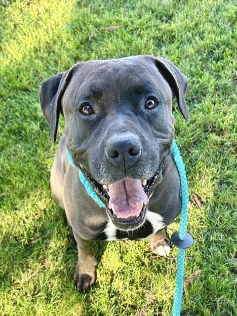 BUTCH, Adoptable, Adult Male Pit Bull Terrier & Mixed Breed.