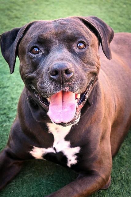 Enlarge BUTCH, a Adoptable mixed breed in Sacramento, CA image 1/1