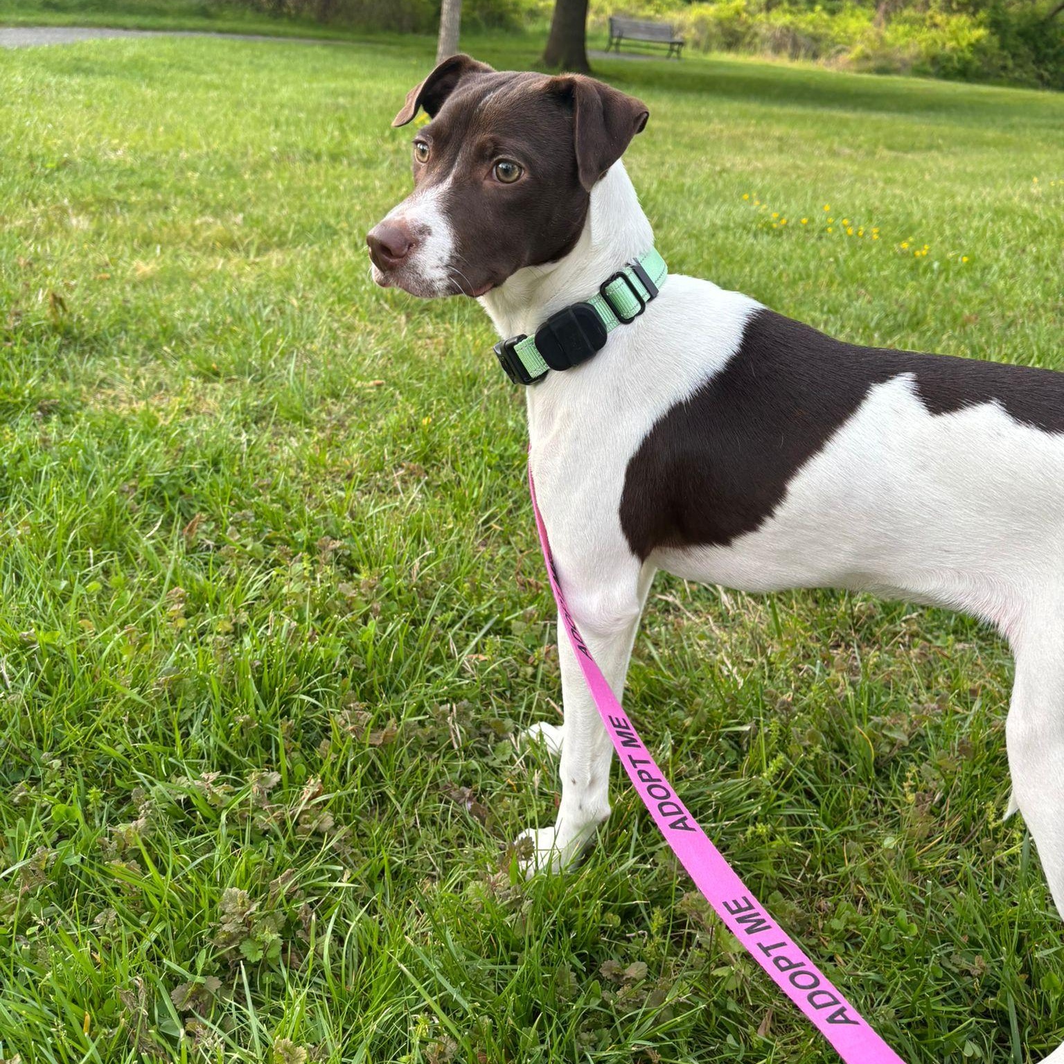 Clara, ADOPTABLE, Puppy Female Pointer & Terrier.