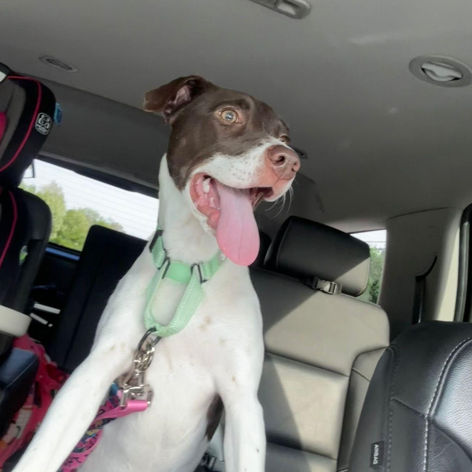 Clara, a ADOPTABLE mixed breed in Baltimore, MD image 5/6