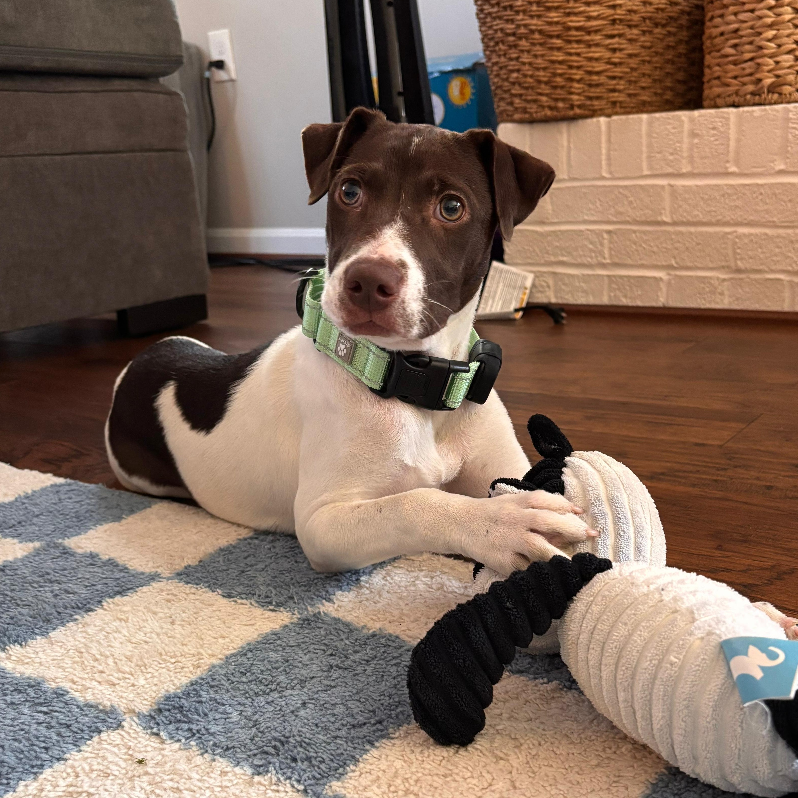 Enlarge Clara, a ADOPTABLE mixed breed in Baltimore, MD image 2/6