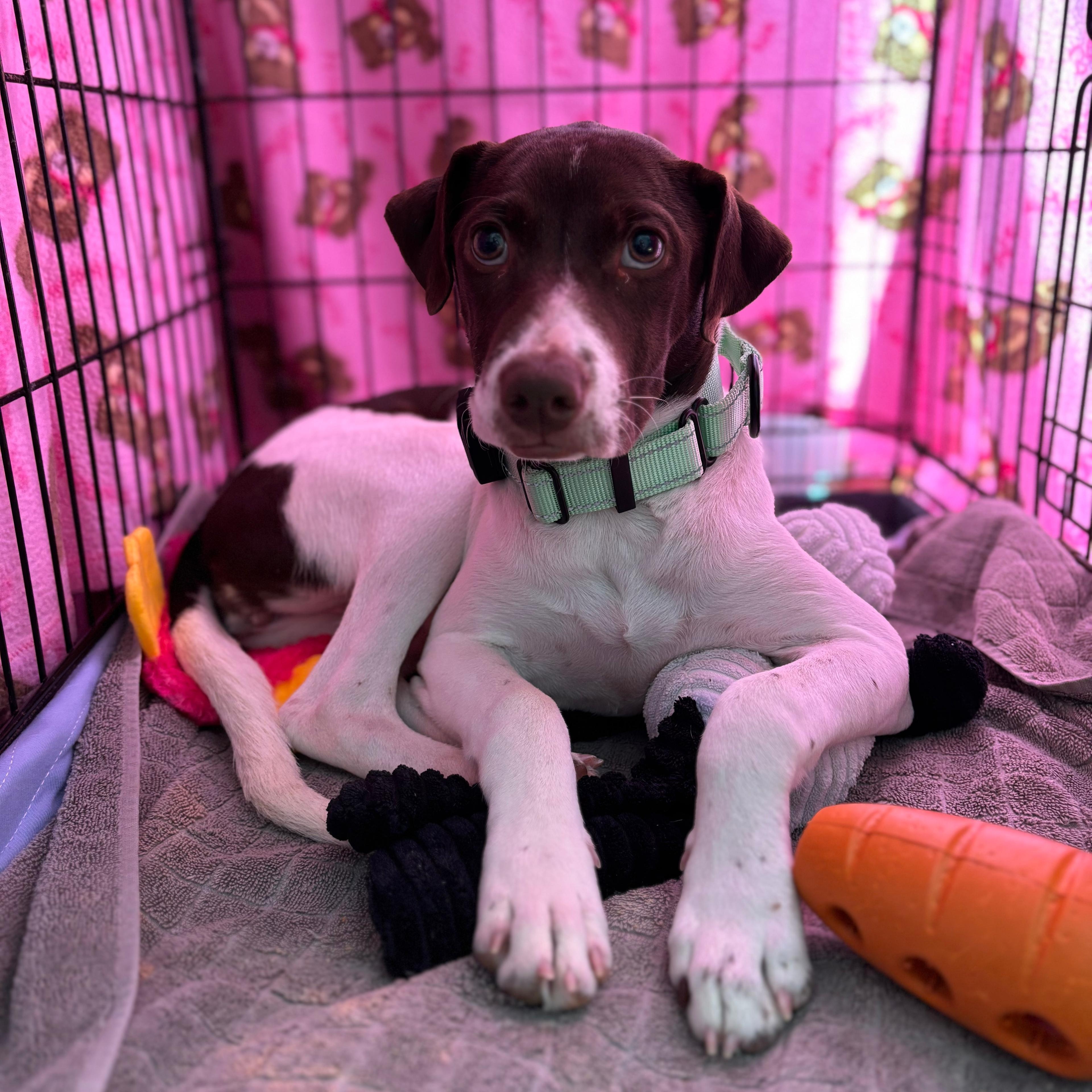 Enlarge Clara, a ADOPTABLE mixed breed in Baltimore, MD image 5/6