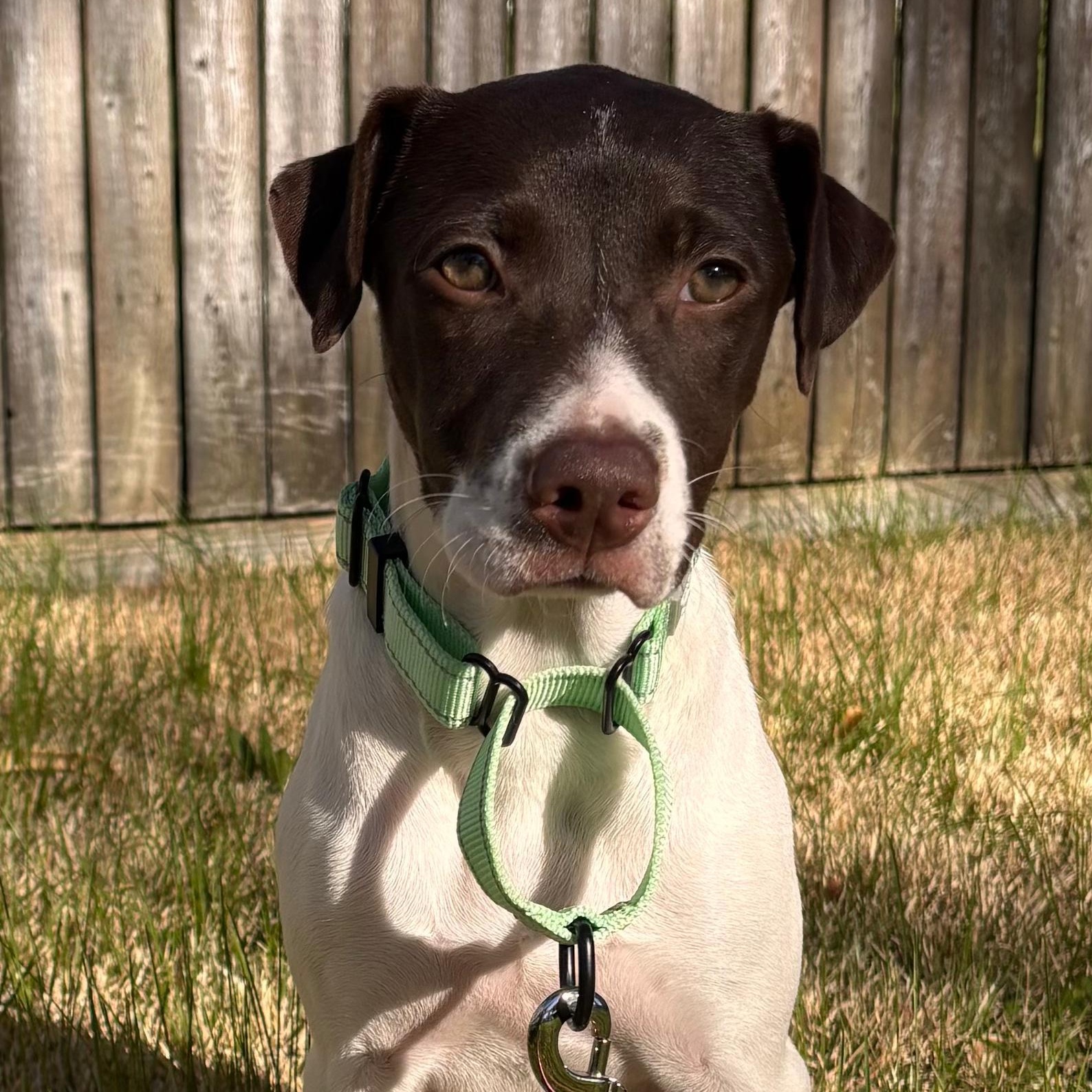 Enlarge Clara, a ADOPTABLE mixed breed in Baltimore, MD image 6/6