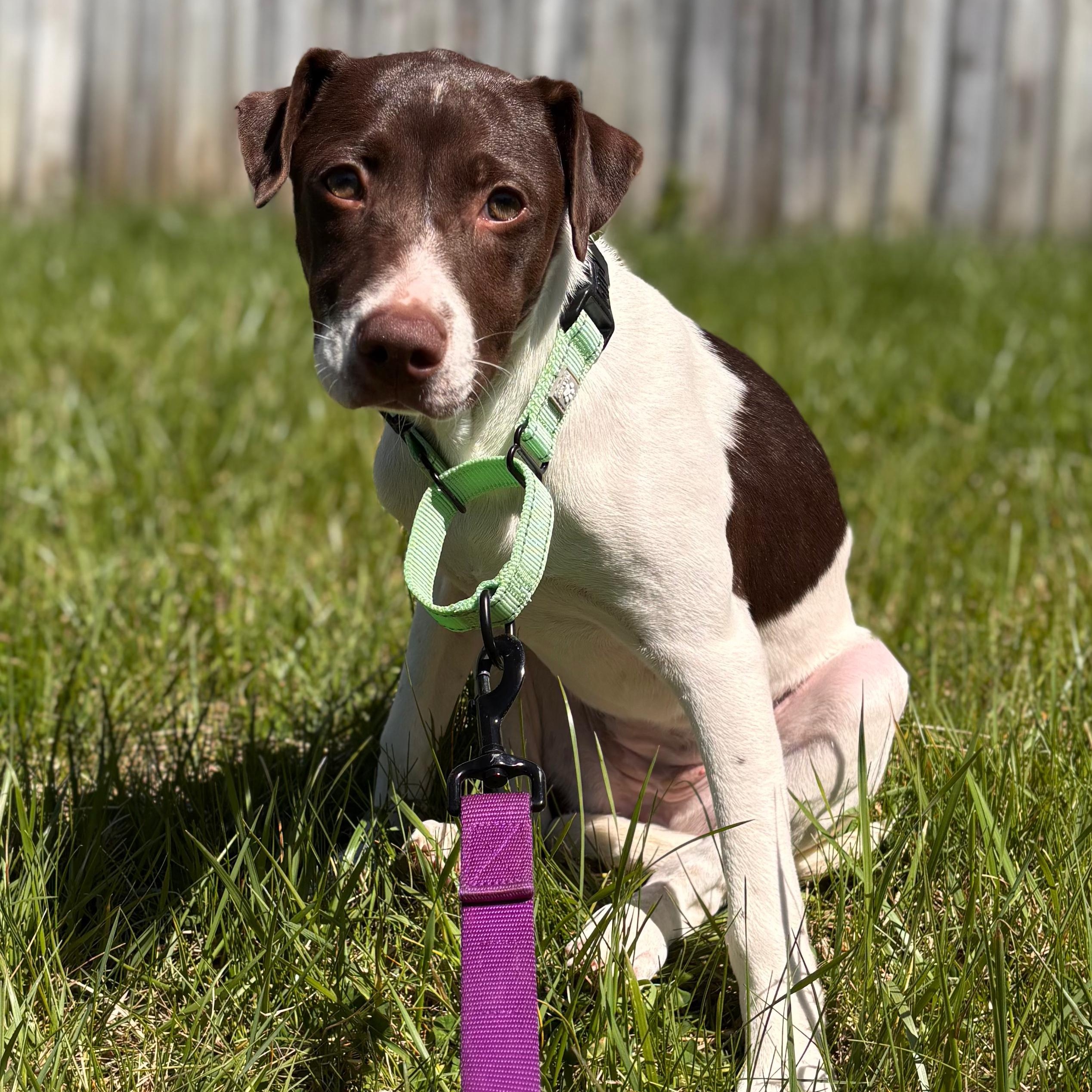 Clara, ADOPTABLE, Puppy Female Pointer & Terrier.