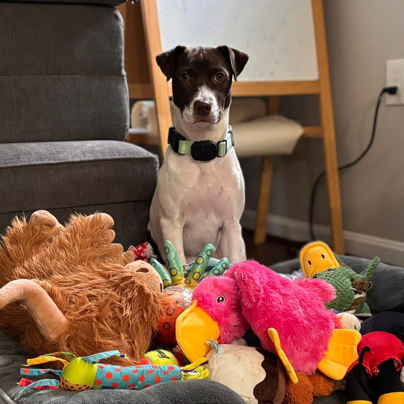 Clara, a ADOPTABLE mixed breed in Baltimore, MD image 3/6