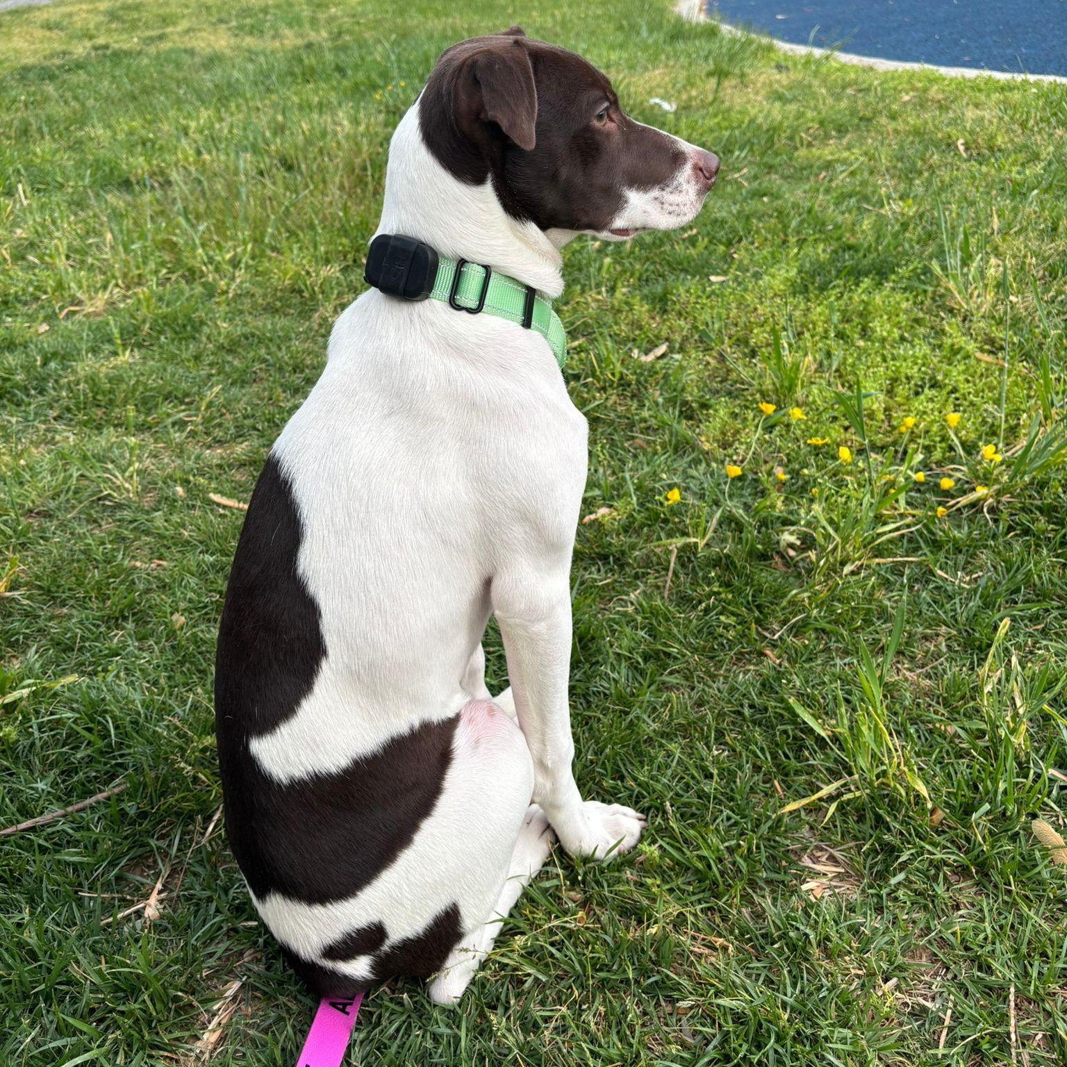 Clara, a ADOPTABLE mixed breed in Baltimore, MD image 6/6