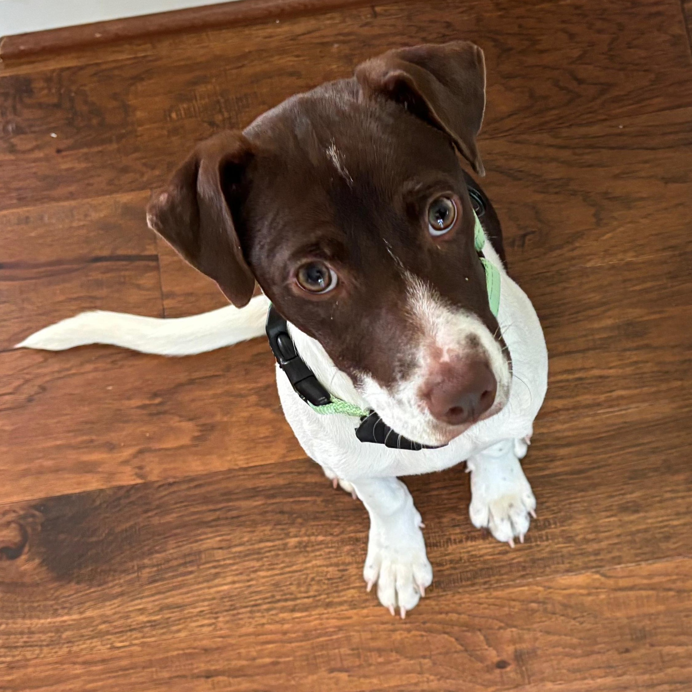 Enlarge Clara, a ADOPTABLE mixed breed in Baltimore, MD image 3/6