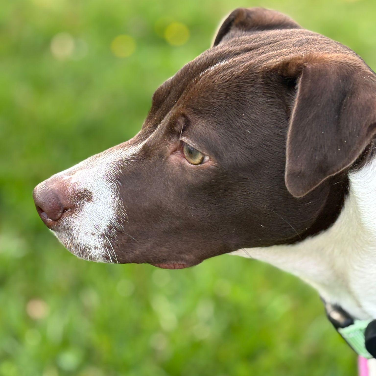 Clara, a ADOPTABLE mixed breed in Baltimore, MD image 4/6