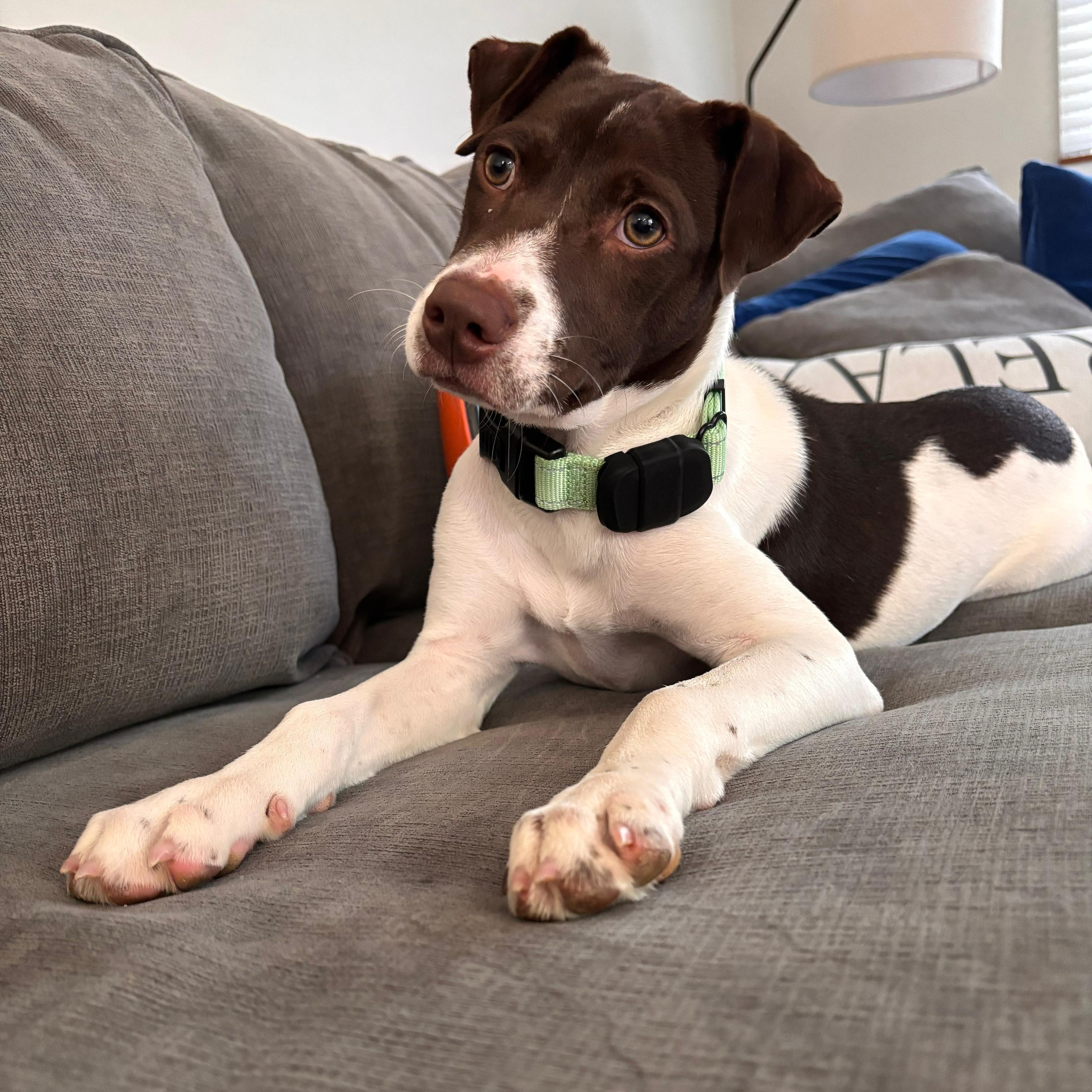 Enlarge Clara, a ADOPTABLE mixed breed in Baltimore, MD image 4/6