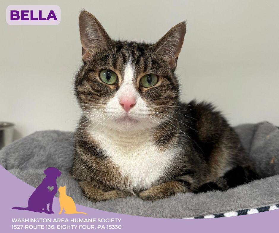 Bella, Adult Female Domestic Short Hair