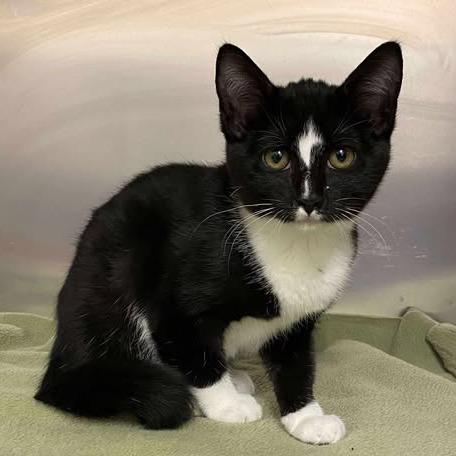 Basil, Adoptable, Young Female Domestic Short Hair.