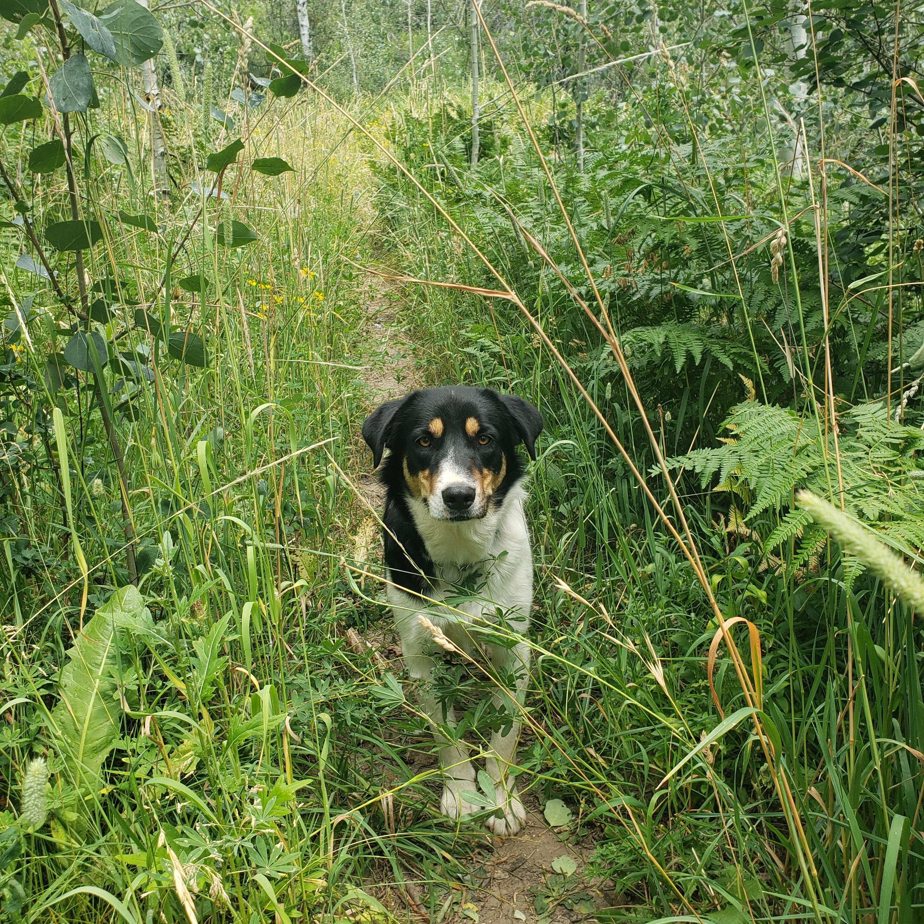 Enlarge Huey, a Adopted mixed breed in Dillon, CO image 6/6