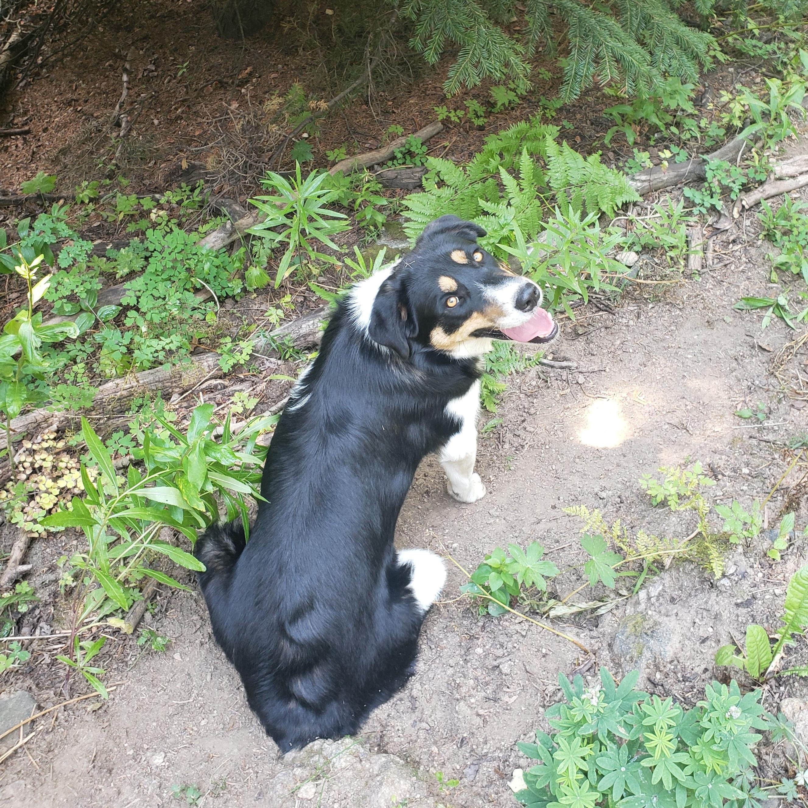 Enlarge Huey, a Adopted mixed breed in Dillon, CO image 3/6