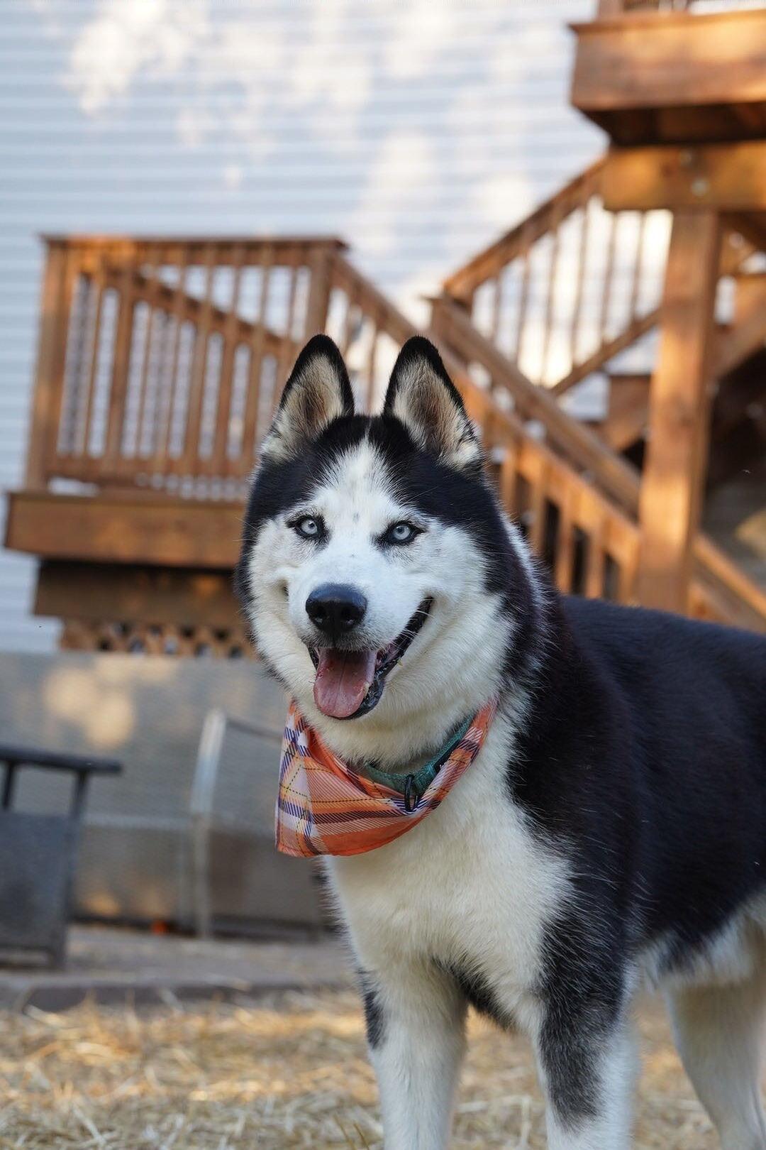 Enlarge Igor, a ADOPTABLE Siberian Husky in Troy, IL image 1/6